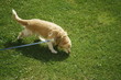 Perro de paseo.