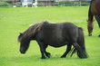 Pony
