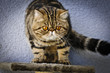 Faule Rassekatze Exotic Shorthair