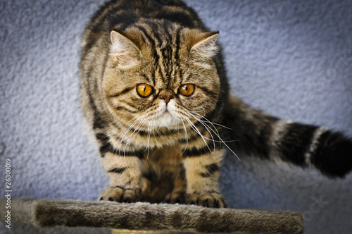 Foto: Faule Rassekatze Exotic Shorthair Faule Rassekatze Exotic Shorthair