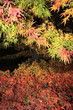 三溪園紅葉その弐