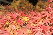 三溪園紅葉