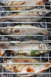 Grilled European carps
