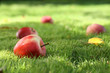 Fallen apples. Fallen apples.
