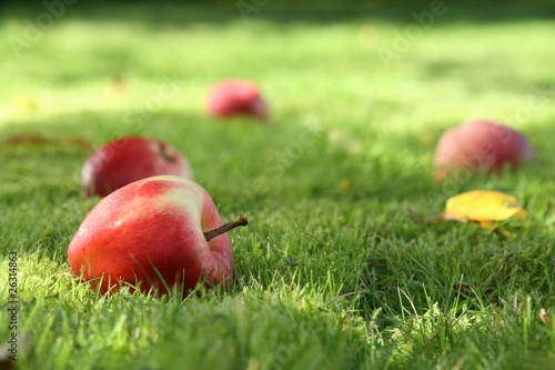 Photo: Fallen apples. Fallen apples.