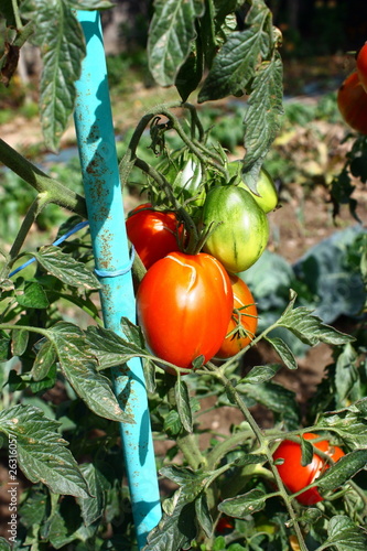Photo: tomates sur tuteurs tomates sur tuteurs