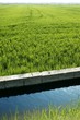 Rice field green meadow in Spain ditch