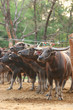 Buffalo in farm, Thailand