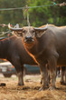 Buffalo in farm,