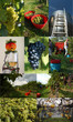Vendemmia - 26318883