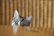 Foto: curious young kitten looking over a table. curious young kitten looking over a table.