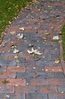 Gartenweg eines Einfamilienhauses im Herbst