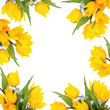 Spring Flower Beauty