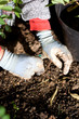 Planting flower bulbs