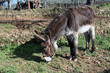 Burro