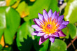 Purple lotus Purple lotus