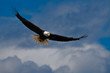 Bald eagle soaring Bald eagle soaring