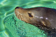 Sea Lion