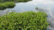 Water lilies in a lake Water lilies in a lake