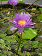 Pink lotus flower Pink lotus flower
