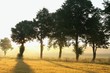 Trees in a misty field at dawn