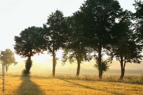 Photo: Trees in a misty field at dawn Trees in a misty field at dawn