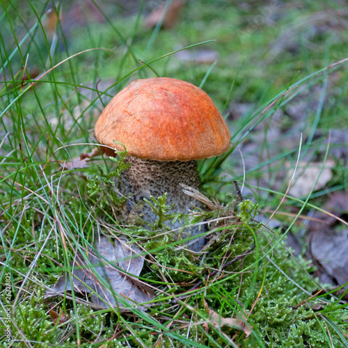 Foto: Birkenrotkappe - Leccinum testaceoscabrum Birkenrotkappe - Leccinum testaceoscabrum