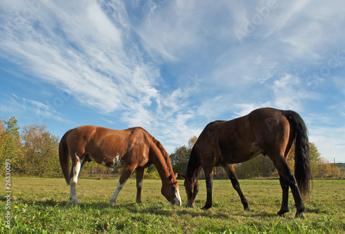 Photo: horses on sky background horses on sky background