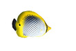 Butterflyfish