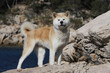 akita inu debout de profil
