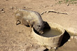 Cochon
