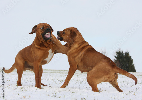 Foto: deux tosa inu au combat deux tosa inu au combat