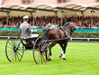 Reitsport, Pferd