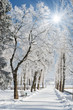 winter