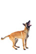belgian shepherd dog
