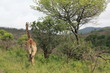 Afrique_du_Sud