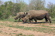 Afrique_du_Sud