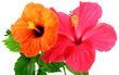fleurs d'hibiscus