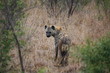 Afrique_du_Sud Afrique_du_Sud