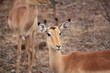 Afrique_du_Sud Afrique_du_Sud