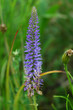 Beautiful violet flower in a meadow