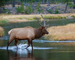 Elk