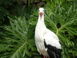White Bird