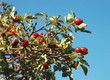 Healing autumnal dog-rose red fruits