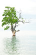 Flooded tree