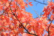 円覚寺紅葉