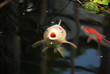 Hungriger Koi Fisch im Gartenteich
