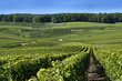 Vignoble Champenois