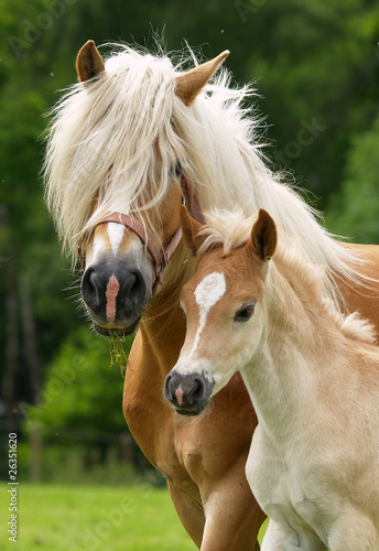 Foto: Haflinger Stute und Fohlen Portrait Haflinger Stute und Fohlen Portrait