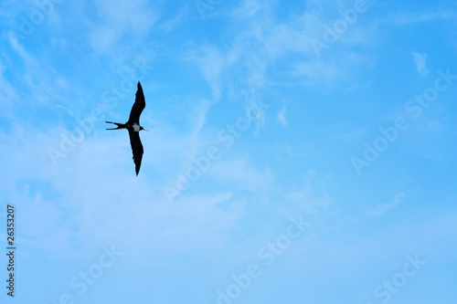 Photo: Frigate Bird Frigate Bird